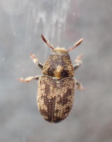 Réf. 334 208 : Hylesinus varius